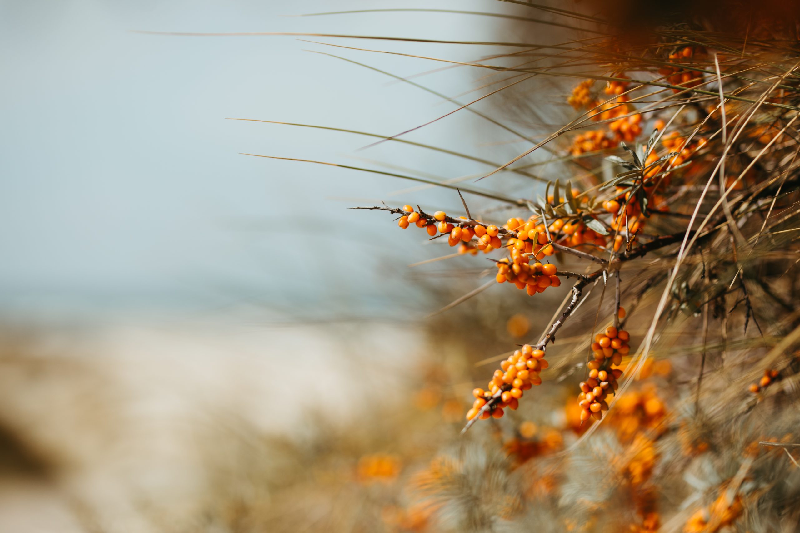 Zuiveraugustus202518